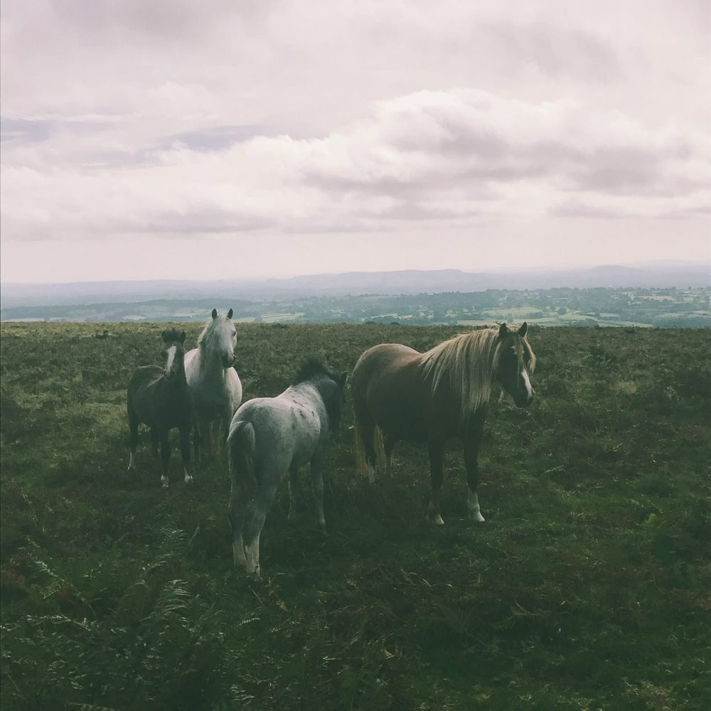 Garway Hill Ponies, Herefordshire
