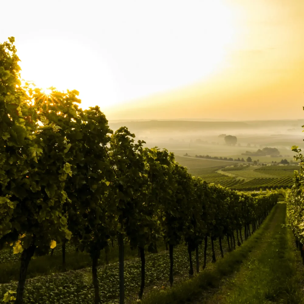 Vineyards and Distilleries in Herefrodshire